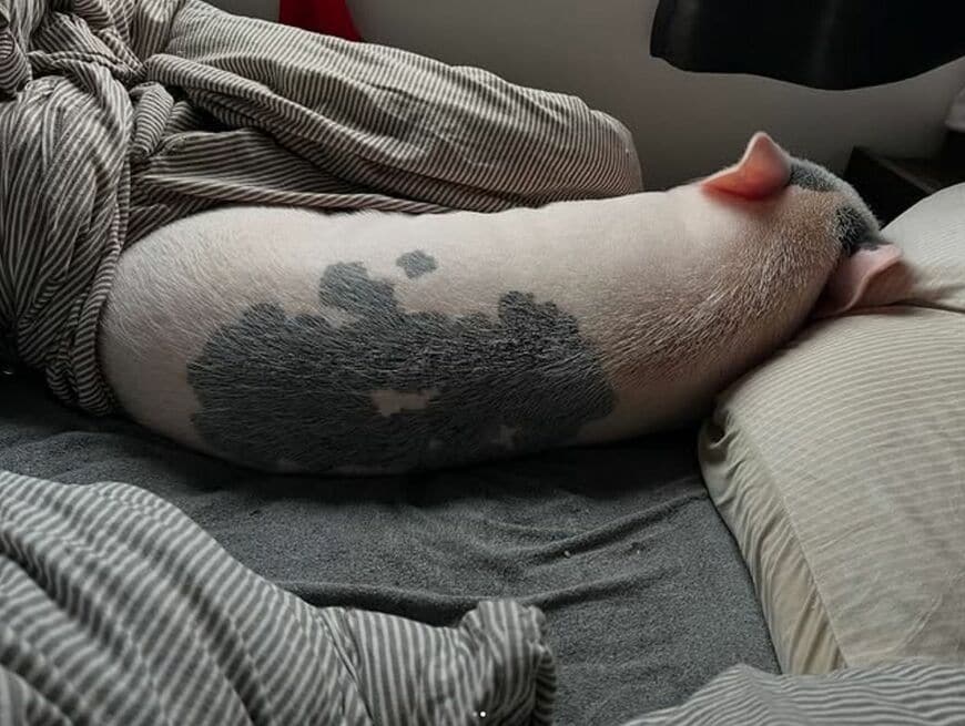 ベッドで眠るおもちくん。背中は立派だが、日に日に穏やかな性格になっていった（写真提供：しおりさん）