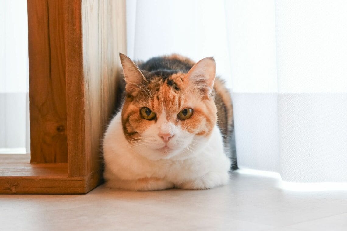 相棒の猫のダイナ