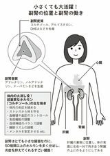 （出所：『小麦抜きのすすめ 3週間の脱小麦であなたの体に奇跡が起きる！』より）