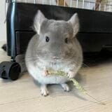 チモシーを食べるチンチラ