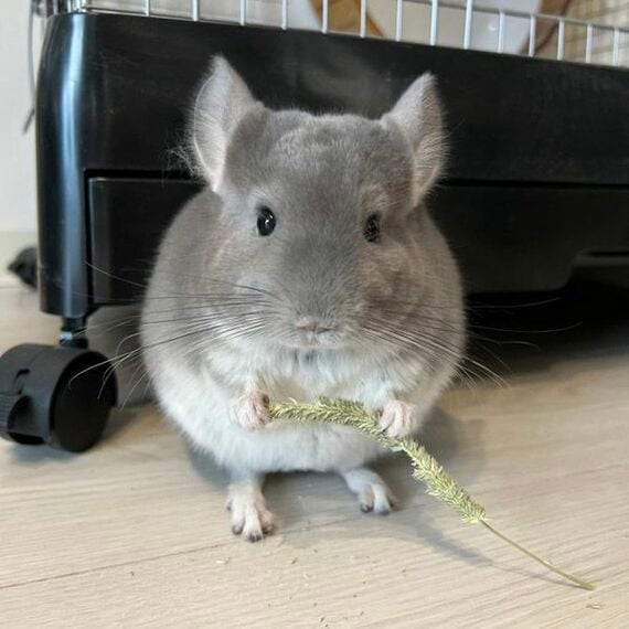 チモシーを食べるチンチラ