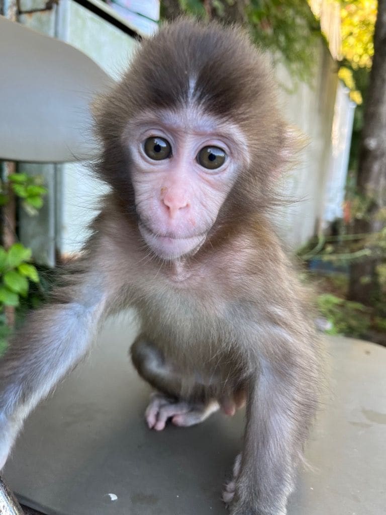 「パンチくん」飼育員が語る