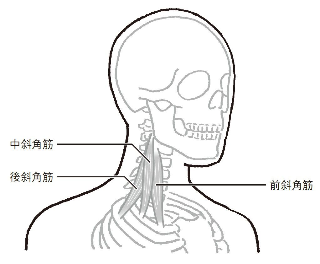 （出所：『筋肉のつながりを知れば「肩こり」と「腰痛」は自分で解消できる』より）