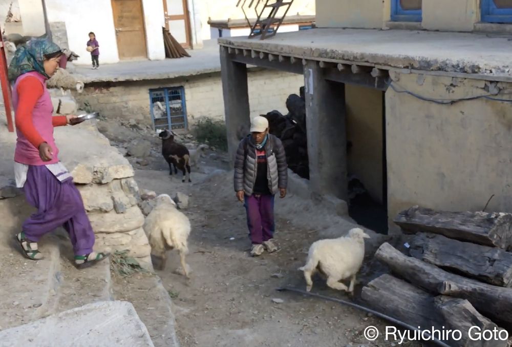 犬に促され小屋に戻るヤギ（写真：筆者撮影）