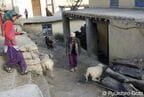 犬に促され小屋に戻るヤギ