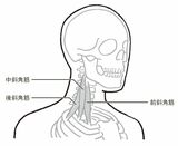 （出所：『筋肉のつながりを知れば「肩こり」と「腰痛」は自分で解消できる』より）