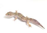 ヒョウモントカゲモドキ（アフガンF3）①（撮影：尾形文繁／撮影協力：LUCK UP Reptiles）