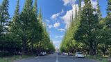 再開発計画では、4列のイチョウ並木のすぐ脇に巨大な野球場を建設。雨水や地下水の供給遮蔽が懸念されている（記者撮影）