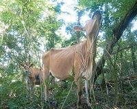 生活多様性保全へ企業がなすべきこと、自然は重要なステークホルダー