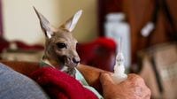｢赤ちゃんカンガルー｣を救う保護活動の悲喜