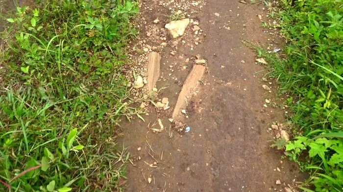 小道に埋まった枕木の断片とみられる木片