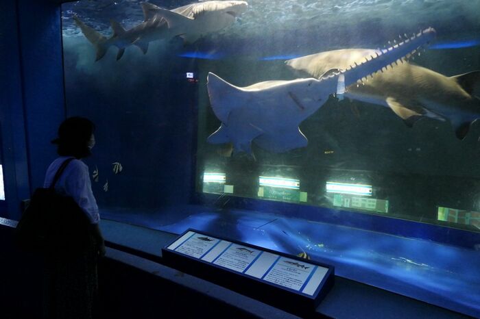 魚の国「回遊水槽」