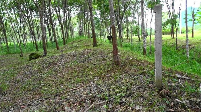 ゴム林の中をスリーパゴダパス方向に延びる築堤跡