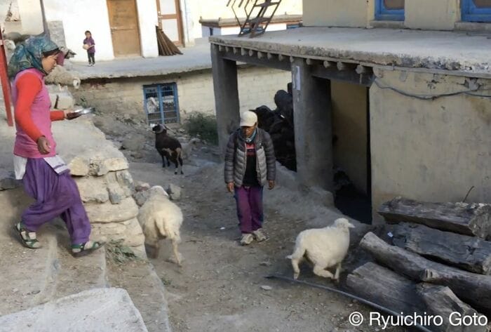 犬に促され小屋に戻るヤギ