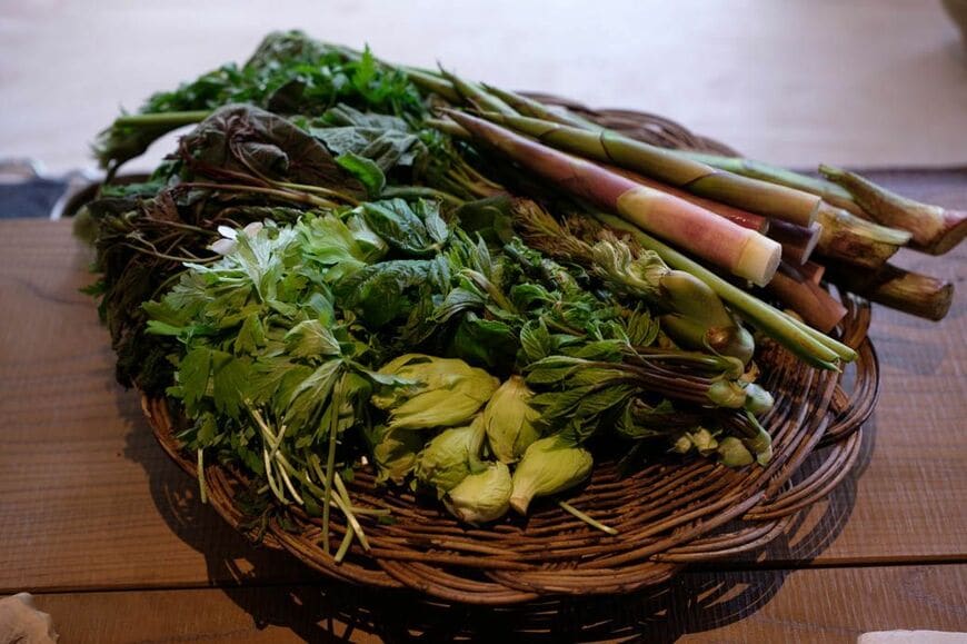 山菜のデモンストレーション