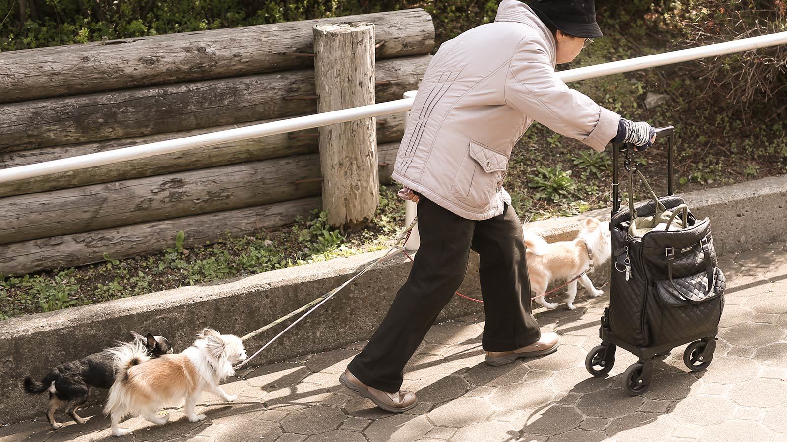 の コロナ 散歩 犬 コロナで心配な中、犬の散歩の後、手足はどうしていますか？