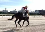 レース前にコーナーを走る競走馬。取材を行った東京・大井競馬場にて（筆者撮影）