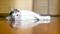 飛びながら眠る鳥も！動物に学ぶ"睡眠"の不思議