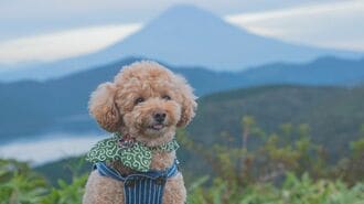 犬　箱根　旅行