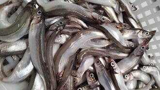 消えゆく｢日本のシシャモ｣豊漁な北欧との違い
