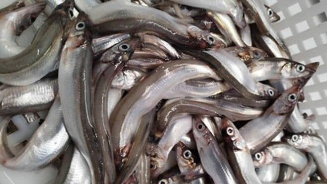 消えゆく｢日本のシシャモ｣豊漁な北欧との違い