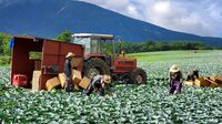 農業の｢脱･技能実習生｣はどこまで進んだか 特定技能の労働者のほうが時給は1～3割高い