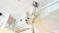 ｢猫のいる家専門｣建築士の"猫愛あふれる"生き方