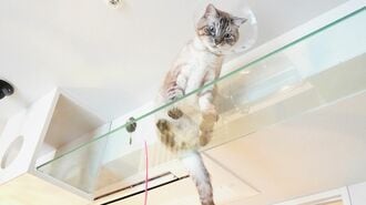 ｢猫のいる家専門｣建築士の"猫愛あふれる"生き方