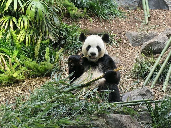神戸のパンダが年ぶりに中国へ帰る背景事情 雑学 東洋経済オンライン 経済ニュースの新基準