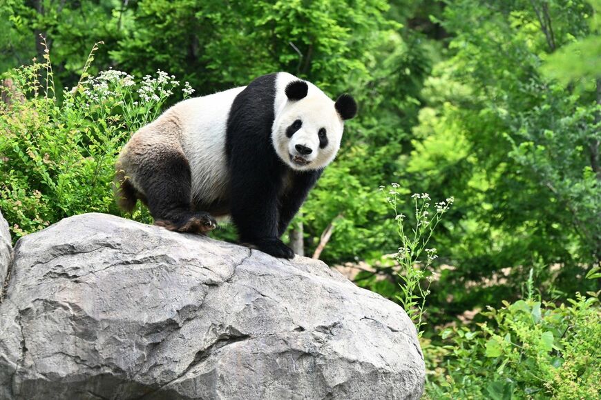 リーリー。2024年6月1日撮影（写真：高氏さん提供）