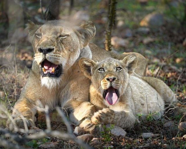 寄り添うライオンの母子（写真：『私の職場はサバンナです！』より ©YukaonSafari）