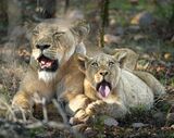 寄り添うライオンの母子（写真：『私の職場はサバンナです！』より ©YukaonSafari）