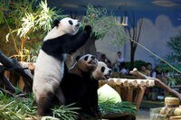 世界で唯一の｢三つ子パンダ｣が4歳の誕生日 広東省広州の動物園で