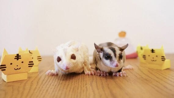 チャナちゃんたち