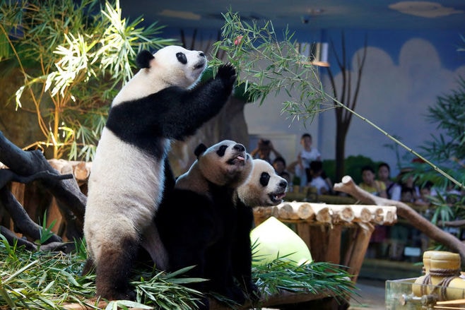 世界で唯一の｢三つ子パンダ｣が4歳の誕生日