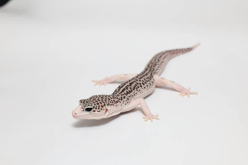 ヒョウモントカゲモドキ（スーパーマックスノーエクリプス）①（撮影：尾形文繁／撮影協力：LUCK UP Reptiles）