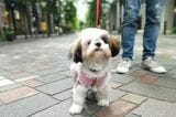 日本聴導犬協会の候補犬まおちゃん（8カ月）。東京駅から丸の内にかけておさんぽした1枚（筆者撮影）