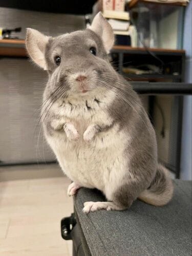 gt380 チンチラ gt380 チンチラ gt380 チンチラ