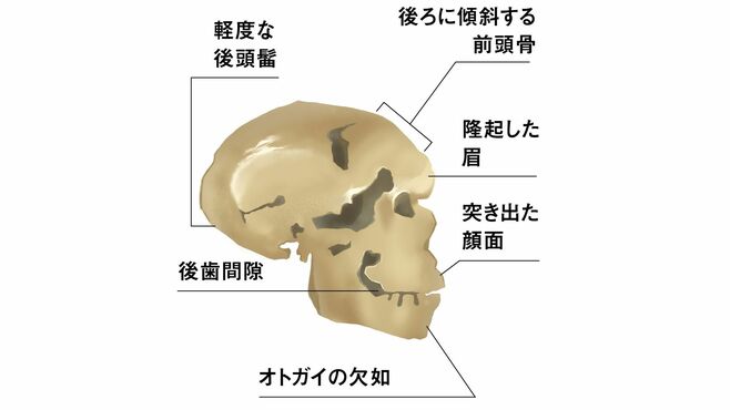 サルからヒトへ､古代DNAが明かした人類のルーツ