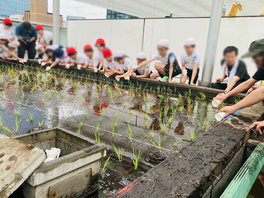 田植えをする東京都中央区立阪本小学校の子どもたち