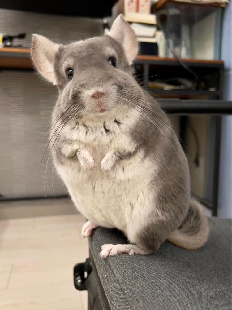 灰青色のふわふわな毛並みとつぶらな瞳は小さなトトロのようだ（写真：一真さん提供）