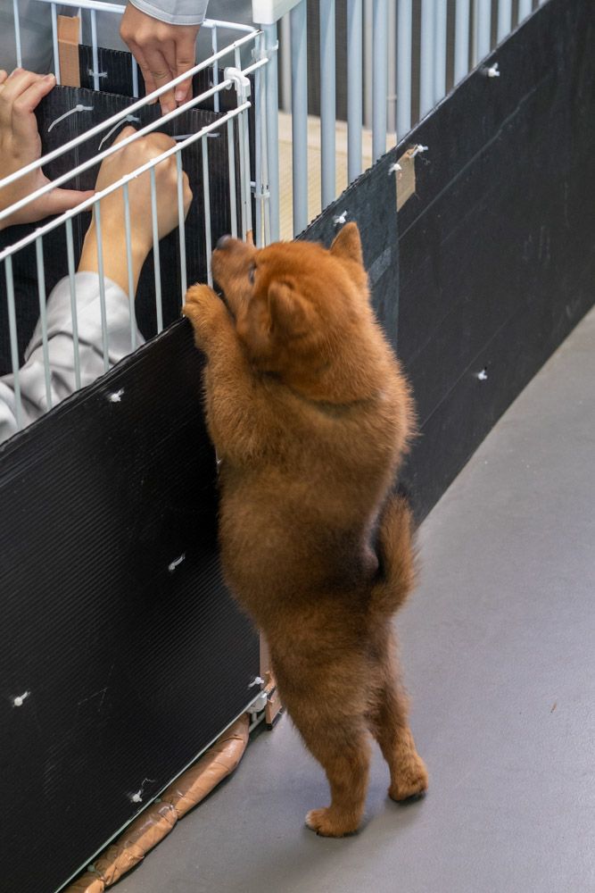 子犬