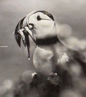 北欧でイカナゴを食べる鳥（写真：筆者提供）