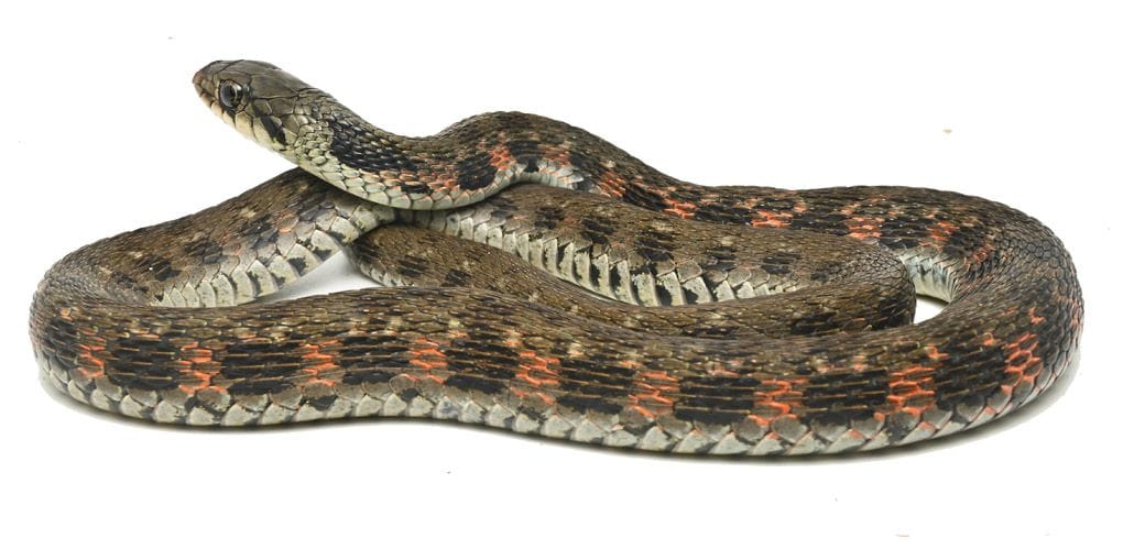 愛媛県のヤマカガシの一例
