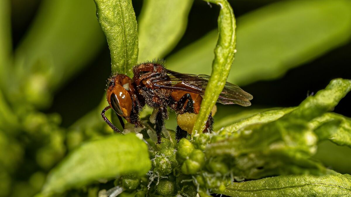 ハチミツ少量の｢小さなハチ｣に引く手あまたの謎 東南アジアに生息｢ハリナシミツバチ｣に迫る | 雑学 | 東洋経済オンライン