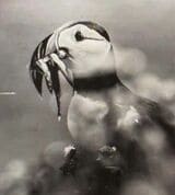 北欧でイカナゴを食べる鳥（写真：筆者提供）