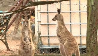 豪州でオスの野生カンガルーが保護員を襲撃