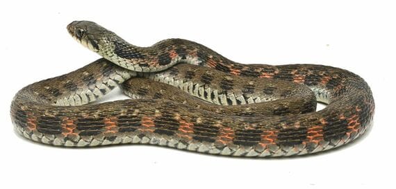 愛媛県のヤマカガシの一例