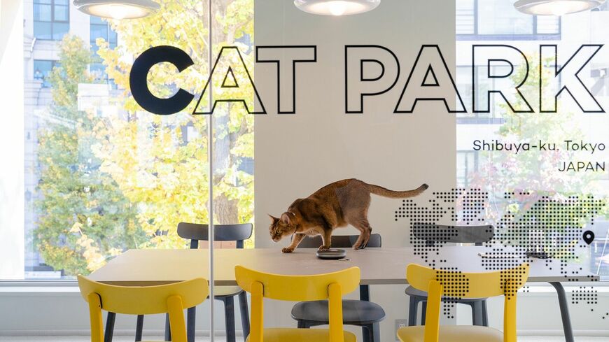 コロナ禍を機に浸透したデジタル技術。人間の生活も変わったが、猫と人の暮らしもまた、さまざまなテクノロジーによって進化してきている（画像：RABO）