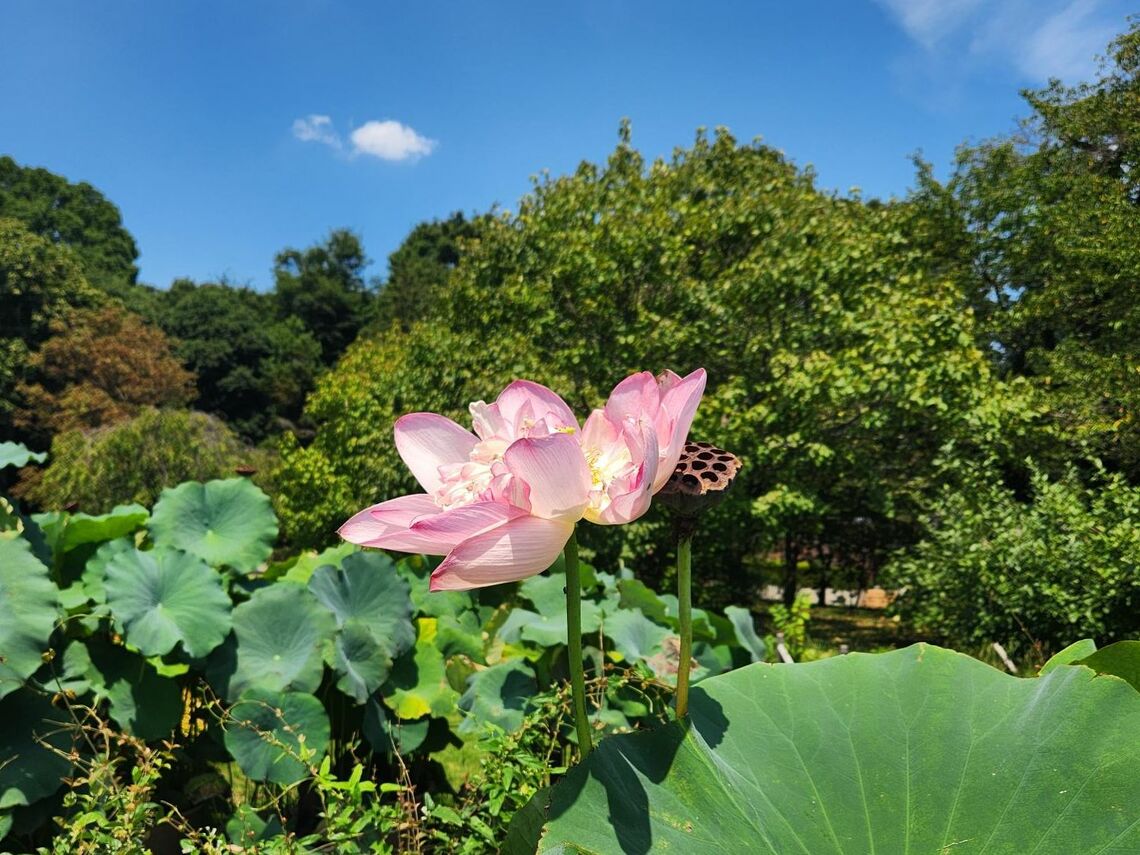 青空に映えるハスの花（写真：筆者撮影）